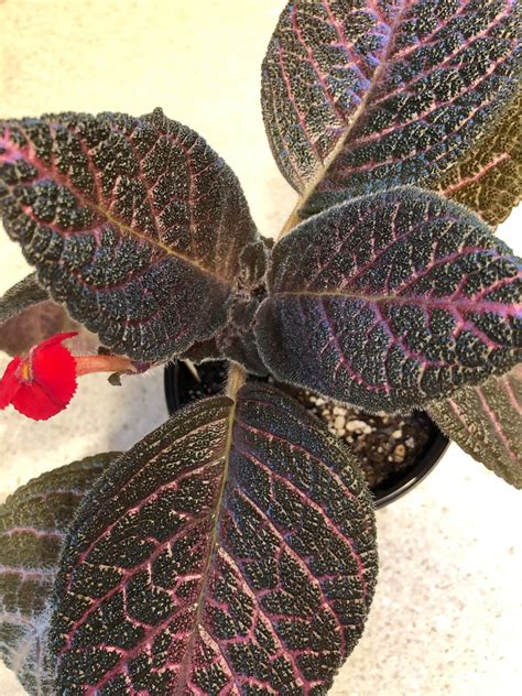 Episcia Kee Wee 2pot Gesneriad African Flame Violet Etsy