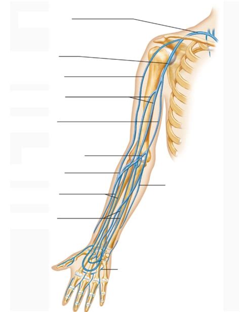 Arm Veins Diagram Diagram | Quizlet