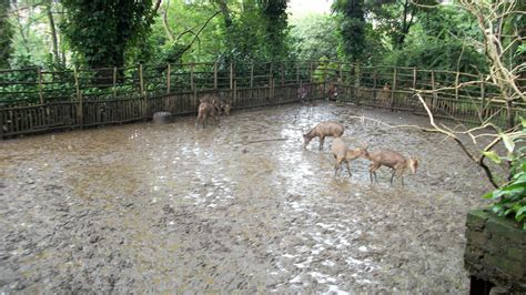 Kebun Binatang Bandung: The Most Depressing Zoo Ever? - The HoliDaze