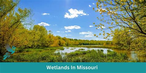 Wetlands In Missouri Birds And Wetlands