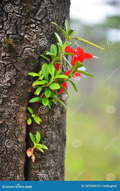 Orchids Growing On A Tree Royalty-Free Stock Image | CartoonDealer.com ...