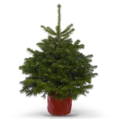 Nordmann Fir Pot Grown Christmas Tree 80 100cmm Diy At Bandq