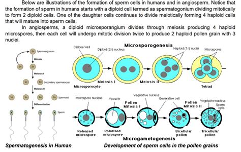 Solved Below Are Illustrations Of The Formation Of Sperm Cells In