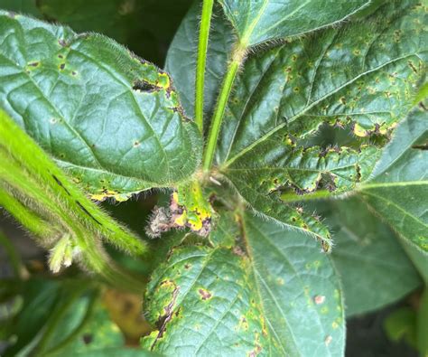 Bacterial Blight In Soybeans Manitoba Pulse And Soybean Growers