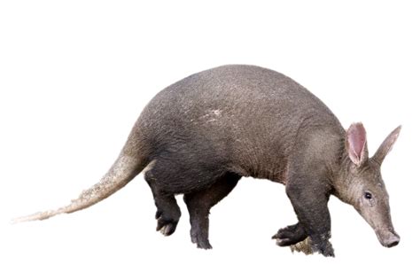 Aardvark Png Transparent Images