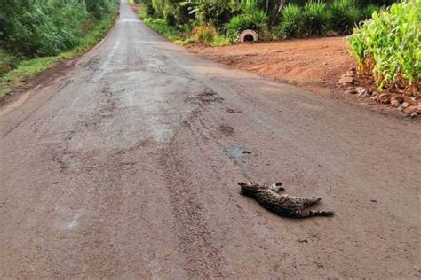 Gato Do Mato Encontrado Morto Em Estrada No Interior De Nova Santa