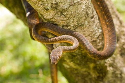 Hawaii Snakes Identification Guide (With Pics & Safety Tips)