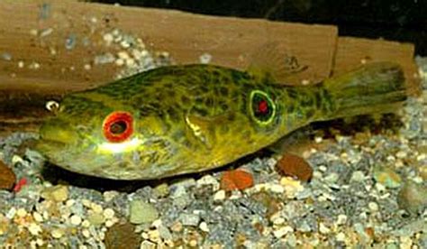 Target Puffer Tetraodon Leiurus Tropical Fish Keeping