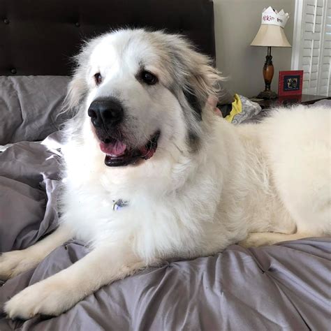 Miller C Great Pyrenees Rescue Of Atlanta