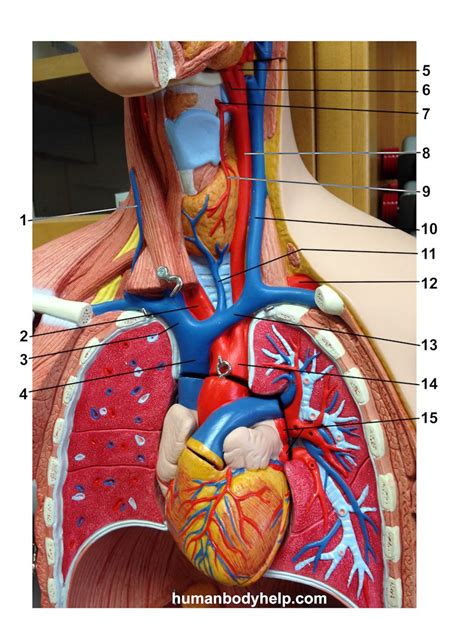 Blood Vessels Model Labeled Anatomy