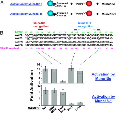 Munc And Munc C Recognize Different Motifs On The V Snare A