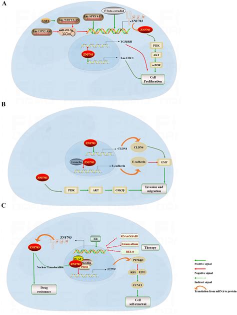 Figure From Insights Into The Pleiotropic Roles Of Znf In Cancer