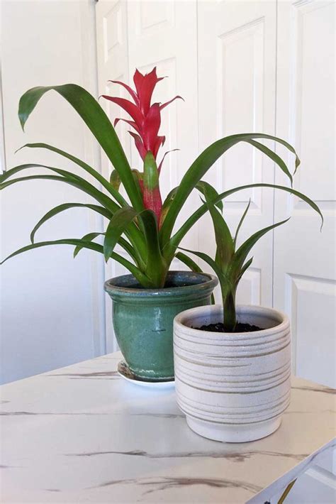 How To Grow And Care For Bromeliads Indoors Gardeners Path