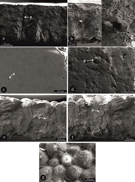 The Pore P Characters In Birds A Radial Section In Ostrich Eggshell