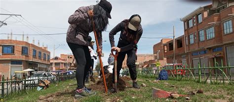 Comienza El Plan Anual De Forestaci N En El Alto Con Plantines En