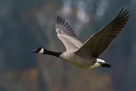 Bay Heal India Canada Goose In Flight Offense From Now On Masterpiece