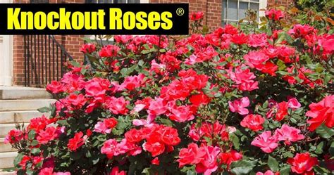 Knockout Roses Care: 5 Tips On How To Care For Knock Out Roses