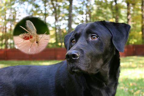 Leishmaniasis Canina Causas Contagio Y Tratamiento Con Alopurinol