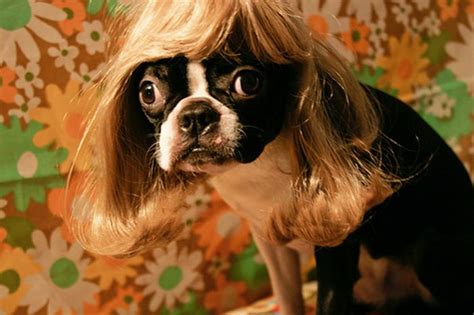 Dogs In Wigs (50 pics)