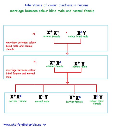 Shelford Tutorials Sex Linked Inheritance In Humans