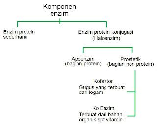 BIOLOGI GONZAGA: ENZIM METABOLISME