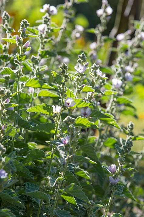 Echter Eibisch Althaea Officinalis Bild Kaufen 13671072