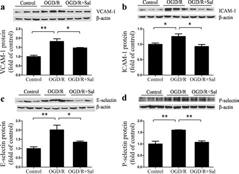 Salidroside Sal Prevents Increases In Adhesion Molecules Caused By