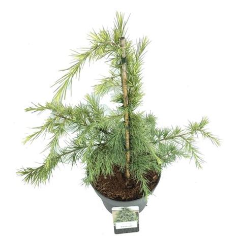 Cedrus Deodara White Imp Plant Wholesale FlorAccess