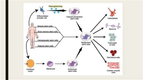 Stem cells and nanotechnology in regenerative medicine and tissue eng…