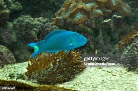 Green Moon Wrasse Photos And Premium High Res Pictures Getty Images