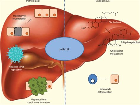 The Endogenous And Pathological Roles Of Mir 122 Under Endogenous