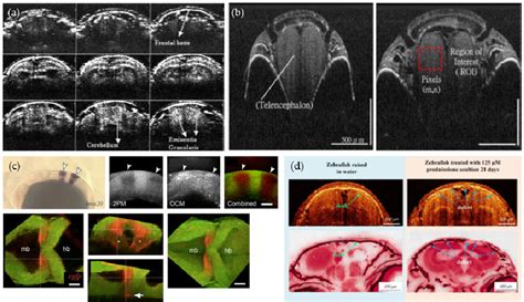 PDF Optical Coherence Tomography Is A Promising Tool For Zebrafish