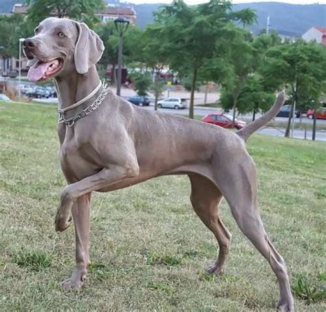 RAZAS CANINAS Un Blog De Perros WEIMARANER