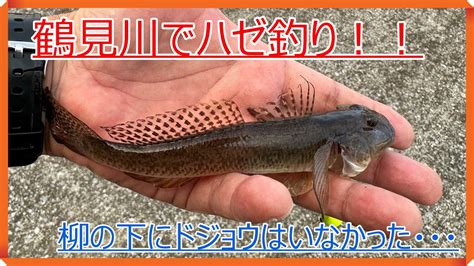 【ハゼ釣り】鶴見川でハゼ釣り！！渋かった！！ Youtube