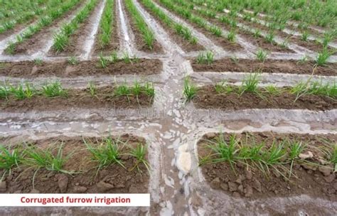 Furrow Irrigation Method - Types, Uses, Advantages and Disadvantages