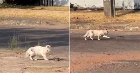 Vídeo de gato e rato brincando na rua se torna viral de tanta fofura