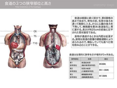 食道の3つの狭窄部位 食道起始部・気管分岐部・横隔膜貫通部 徹底的解剖学（かずひろ先生 解剖学）