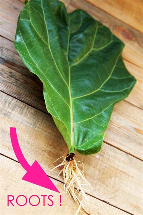 Fiddle Leaf Fig Propagation Success In Easy Ways A Piece Of