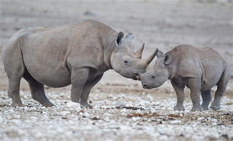 Black Rhino 2016 February 10 Retrieved From Wikipedia Wiki Black