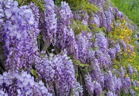 12 Different Types of Wisteria (with Photos) | Upgradedhome.com