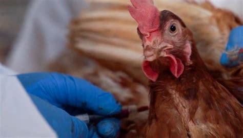 Oms Confirma Primera Muerte Por Gripe Aviar H5n2 En México Primer Caso