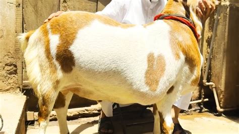 Modern Goat Farming Barbari Goat Breed Biggest Goat In The World