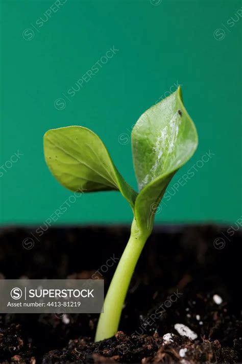 Germination Of A Potiron Squash Giraumon Turban Seed Superstock