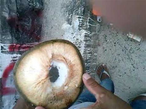 Coco Empedrado O Que Fazer - Coco gelado na praia o cocô empedrado - YouTube