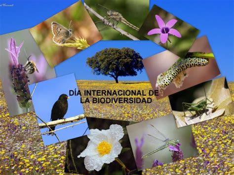 Lema Del Día De La Biodiversidad O Diversidad Biológica 2016 Imágenes