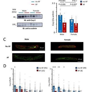 Effect Of Sex On The L Type Calcium Current Amplitude And Properties A