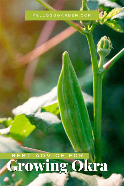 How To Grow Okra And How Long Does It Take Kellogg Garden Organics™