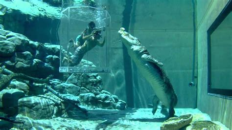 Cage of Death @ Crocosaurus Cove Crocodile Park (Darwin, Australia ...