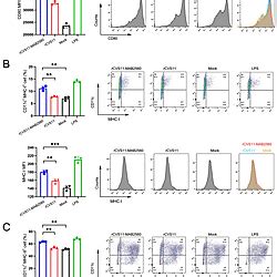 Activation Of Dcs By Rcvs Mab In Vitro