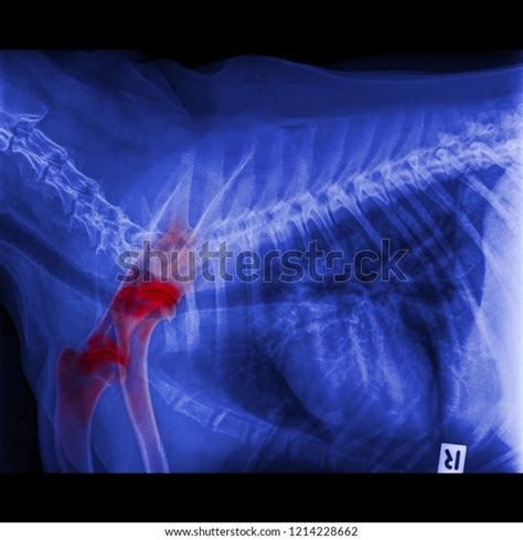 43 Dog Shoulder Joint Stock Photos, Images & Photography | Shutterstock